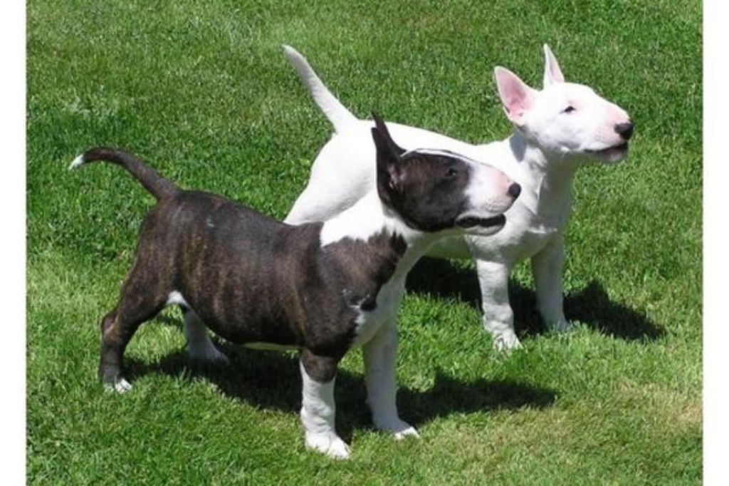 Reserveren Ounce Hassy Bull terrier pups te koop. : Honden en Puppy's