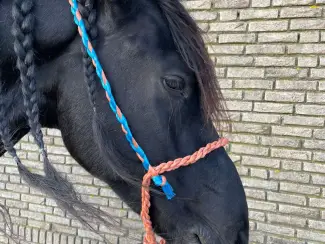 Dierenbenodigdheden Koetouwen