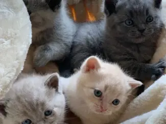 Rasecht Onze rasechte Brits Korthaar kittens