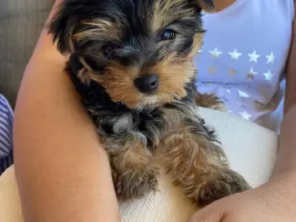 mooie Yorkshire Terrier-puppy's te koop