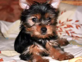 Schattige Yorkie puppy's te koop. WhatsApp me op: +44 7453 90