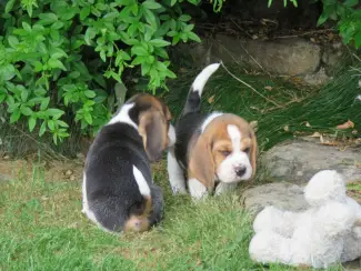 Schattige driekleurige beagle-puppy's.