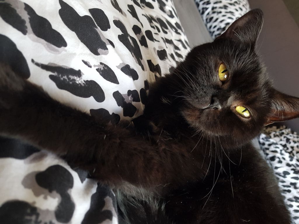 Vriendin Ik heb het erkend Achtervoegsel Zwarte Britse korthaar met stamboom : Katten